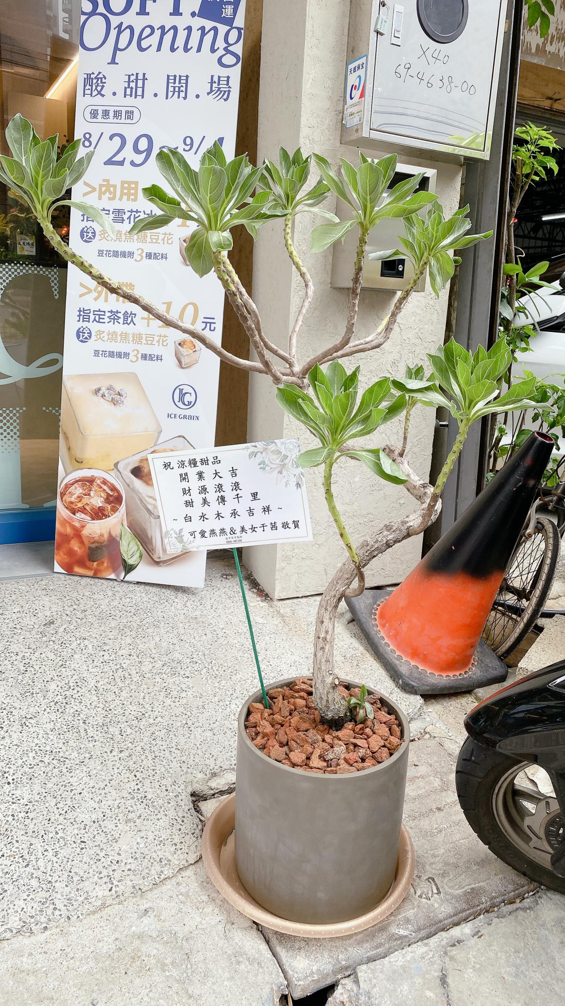白水木盆栽